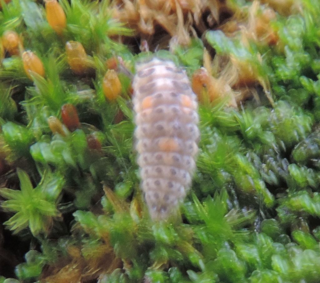 Insetto trasparente: larva di coccinella (Adalia sp.?)